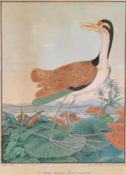 The Colorful Jacana. Parra variabilis. (colorful Spur-winged), walking over lily leaves, mountains and sea coast in the background